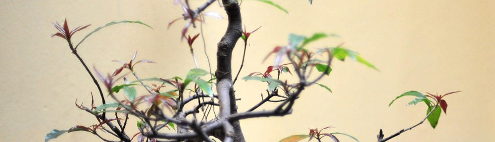 Zimple Webmaster Tools